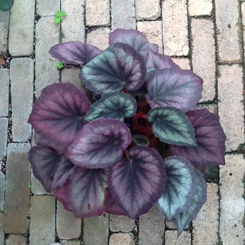 B. ‘Flamingo Soul’